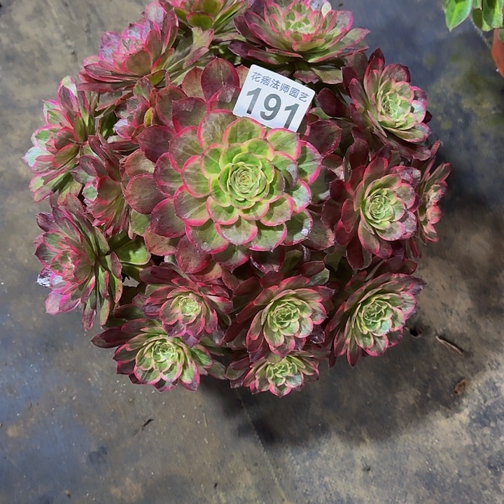 红陶莲花座19100