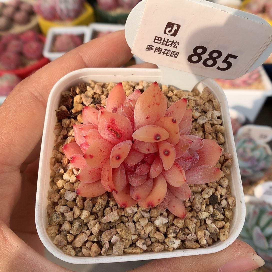 885雪天使群多肉植物