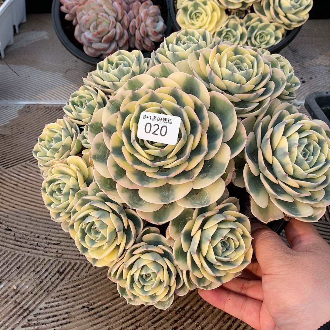 ?*运A-11玉蝶锦捧花群