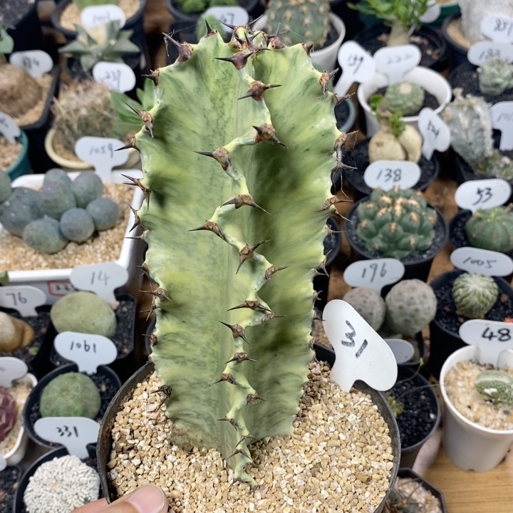 31号大戟阁锦 冠幅8cm