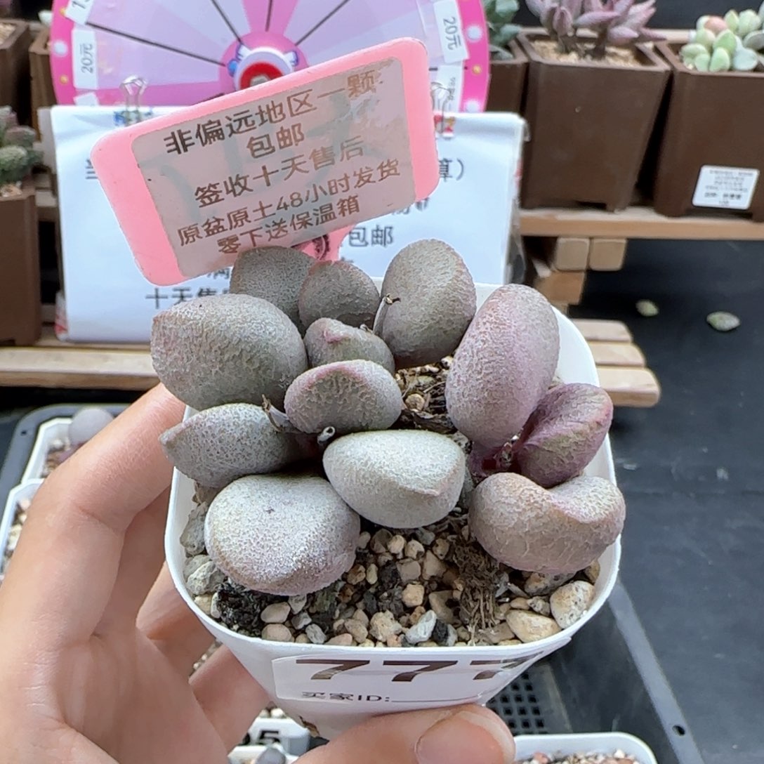 777甜心多肉植物