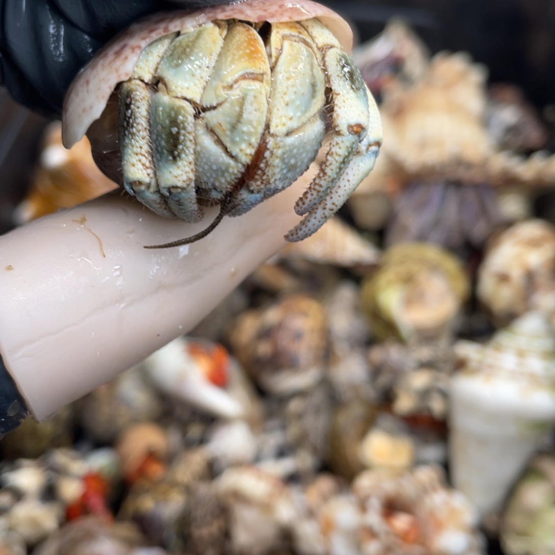 不退不换活体宠物139