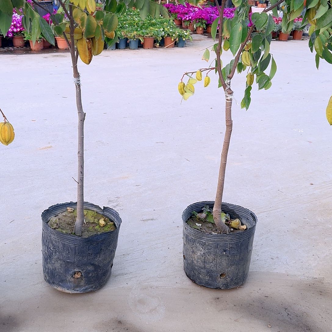 用****7果树11111111111