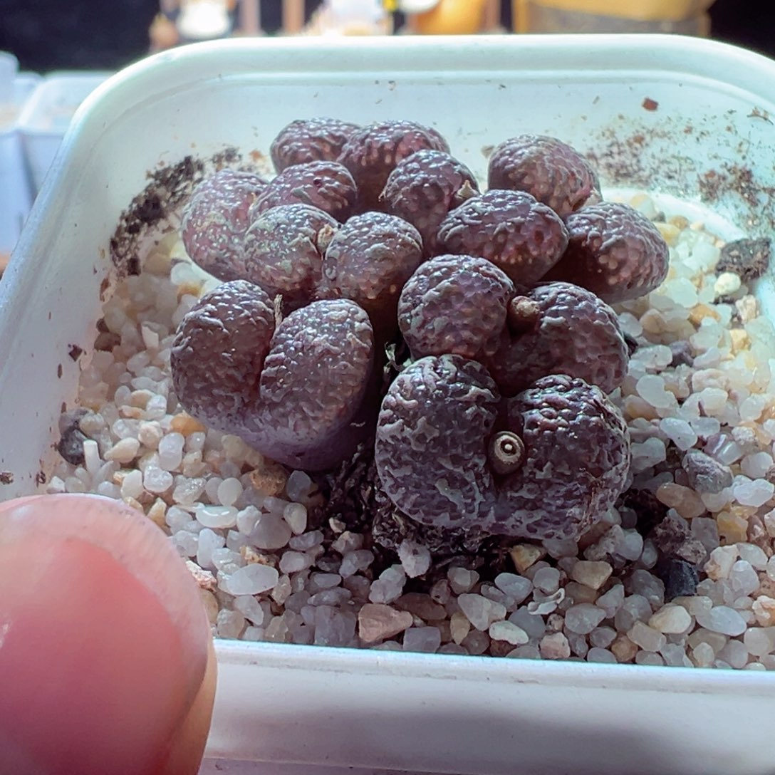 1229-313多肉多肉鱼子酱泡泡