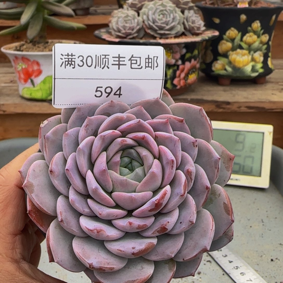 594恩宠多肉单头9cm