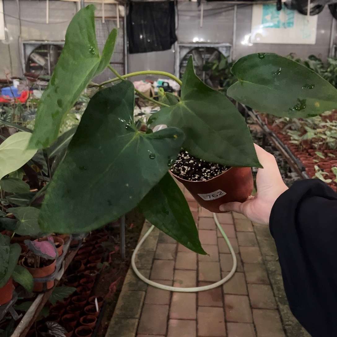 完全开放762杂交花烛