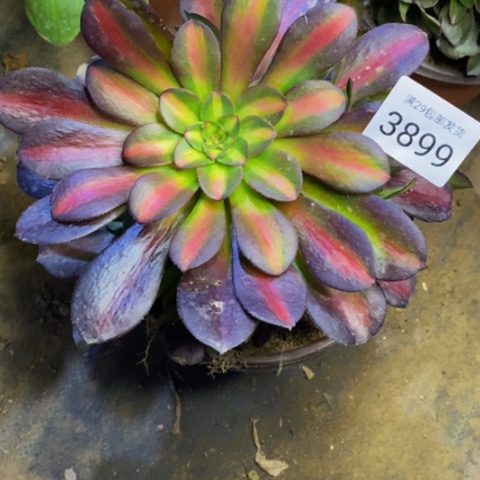 花娜锦多肉植物3899