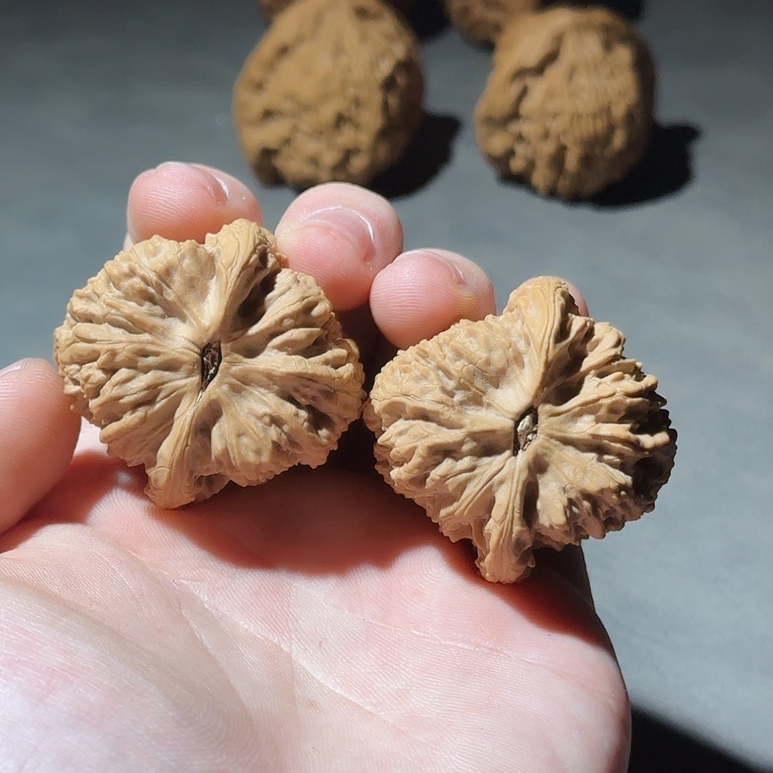 大叶紫檀（黑酸枝木类）