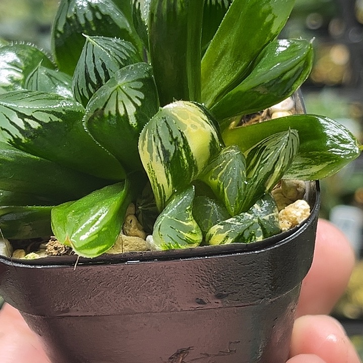 9三头花水晶玉露锦