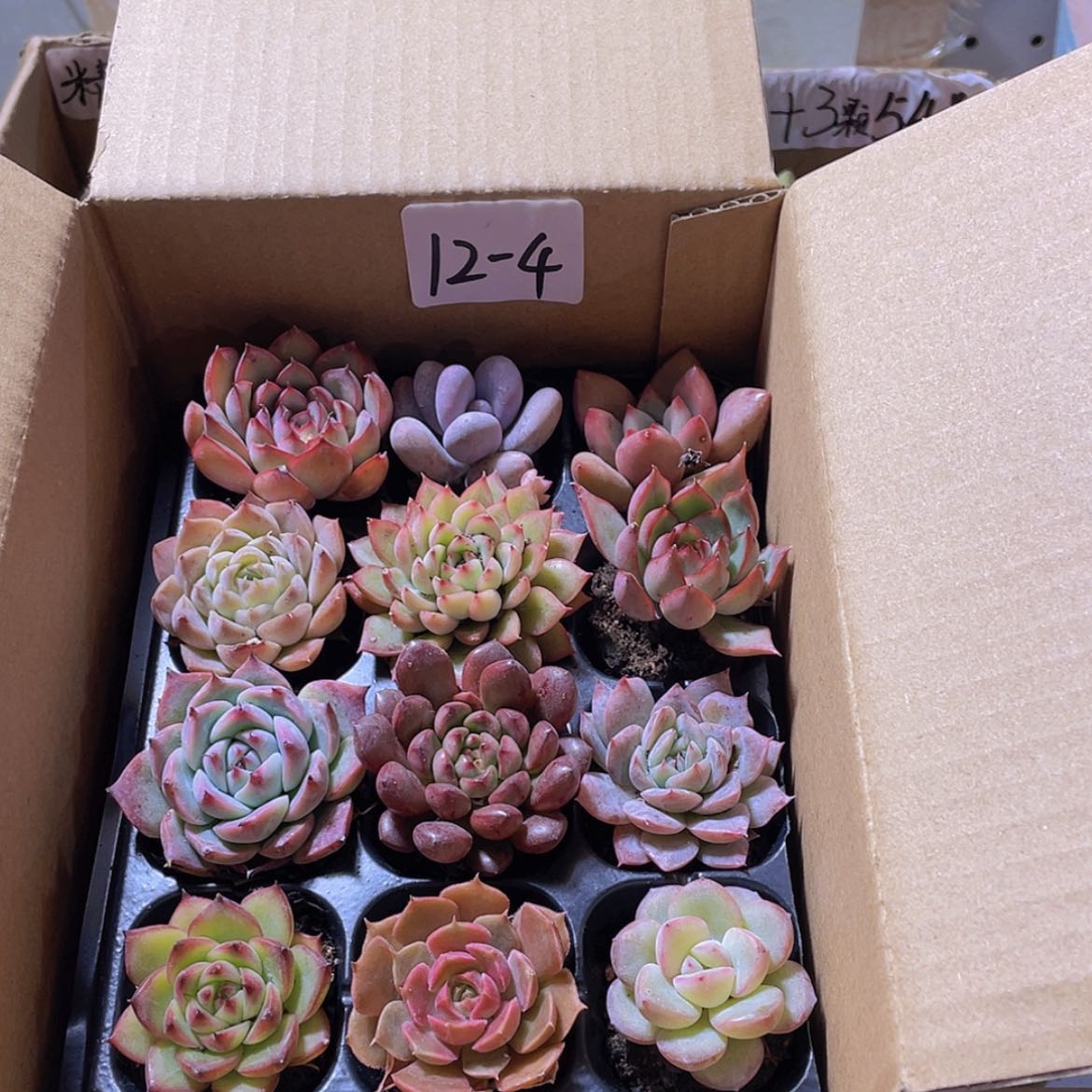 【闪购商品】12颗-4