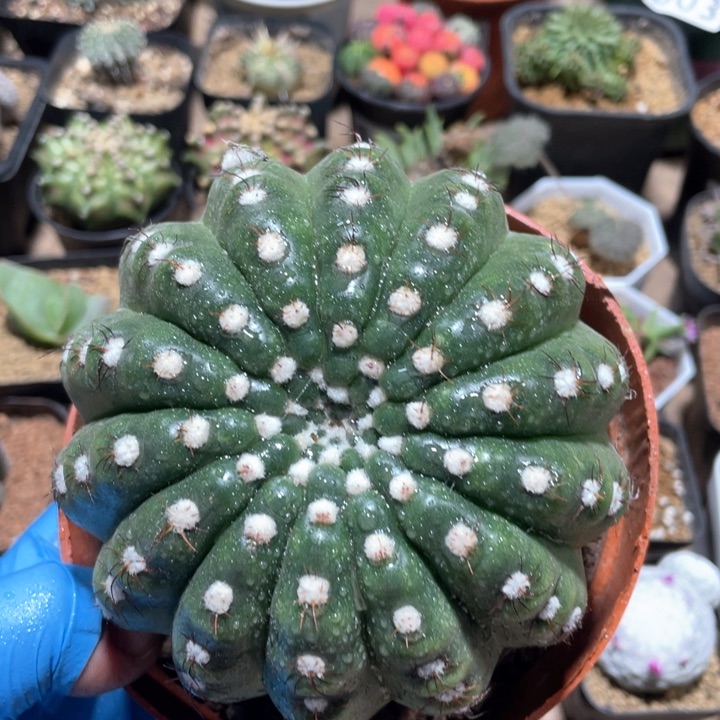 284超大炫美玉仙人球