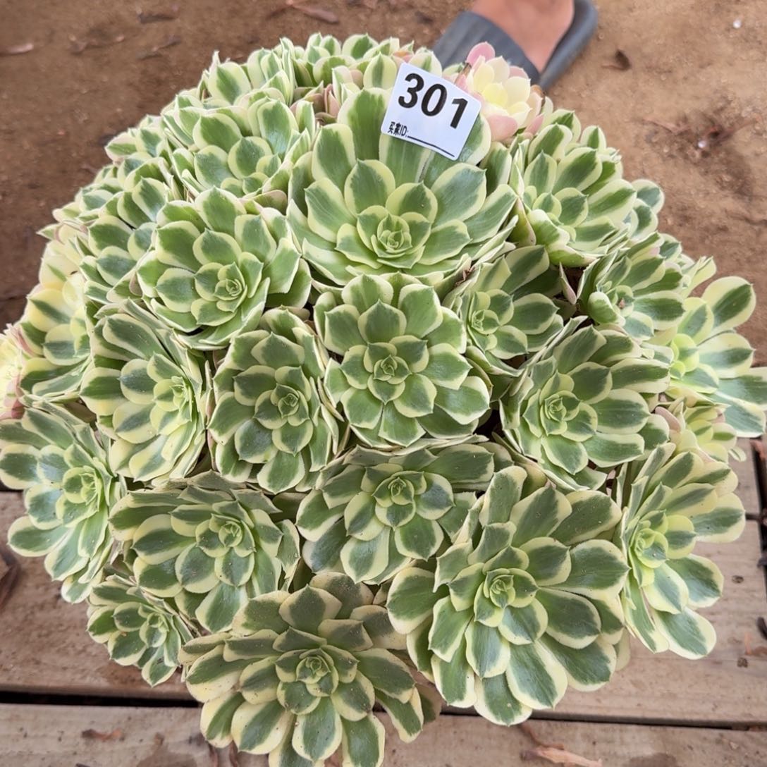 301白凤多肉植物