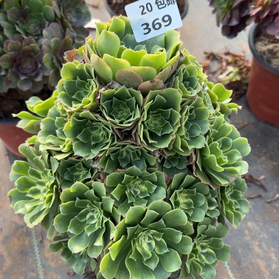 369新尼亚，满20包邮嘟叮熊