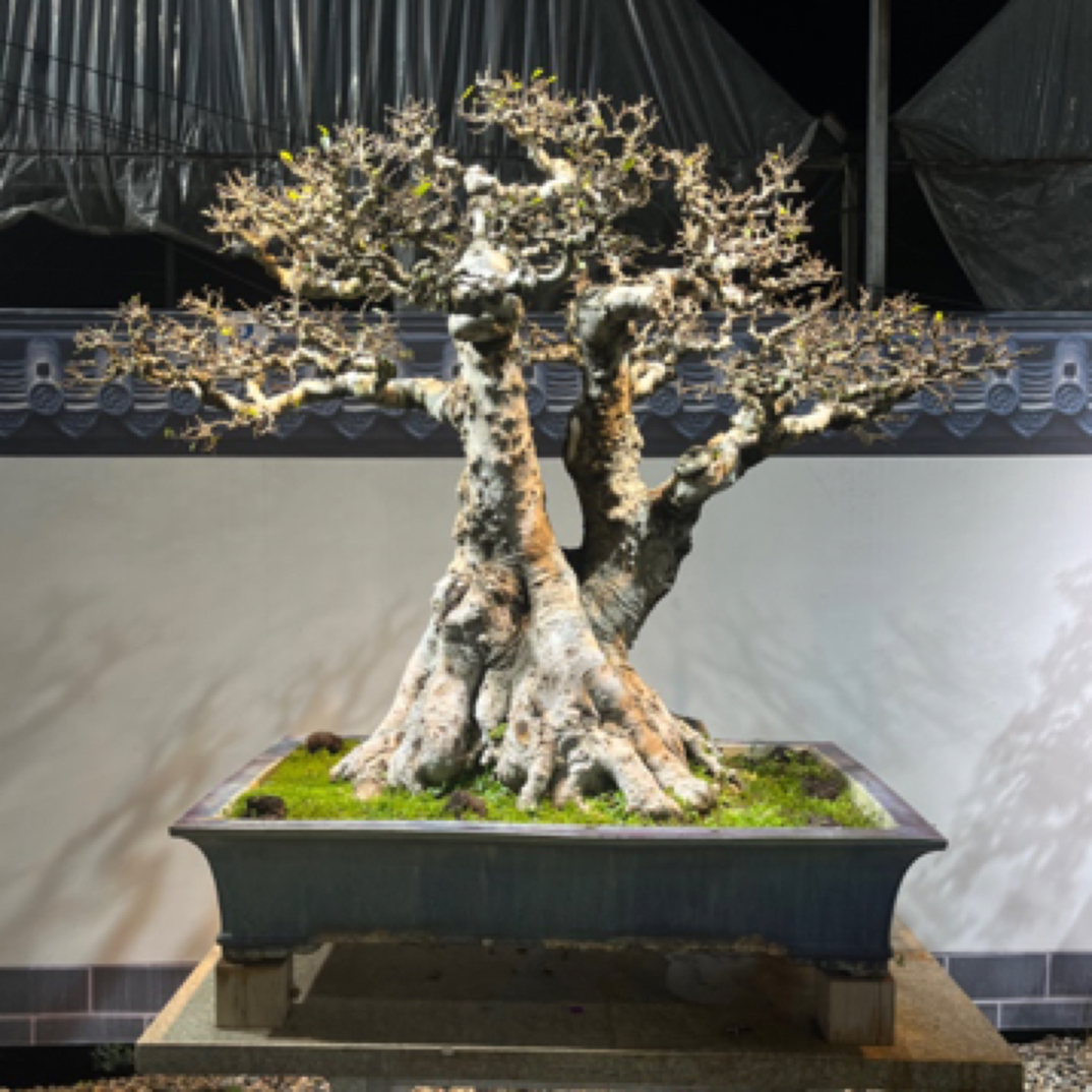 【朴树】岭南年功盆景黄杨舍利子白蜡树瘤枝卫矛盆栽盆景植物老桩