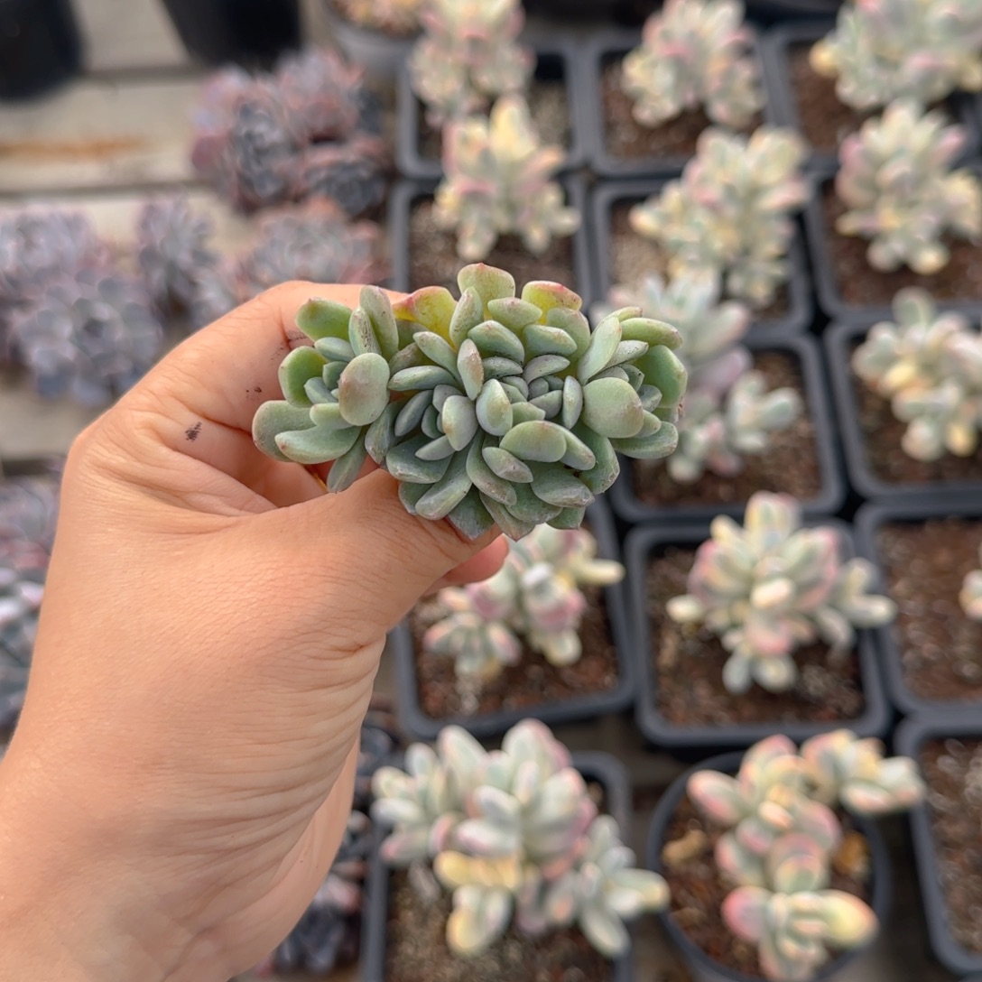 冰玉朵朵缀一颗1111