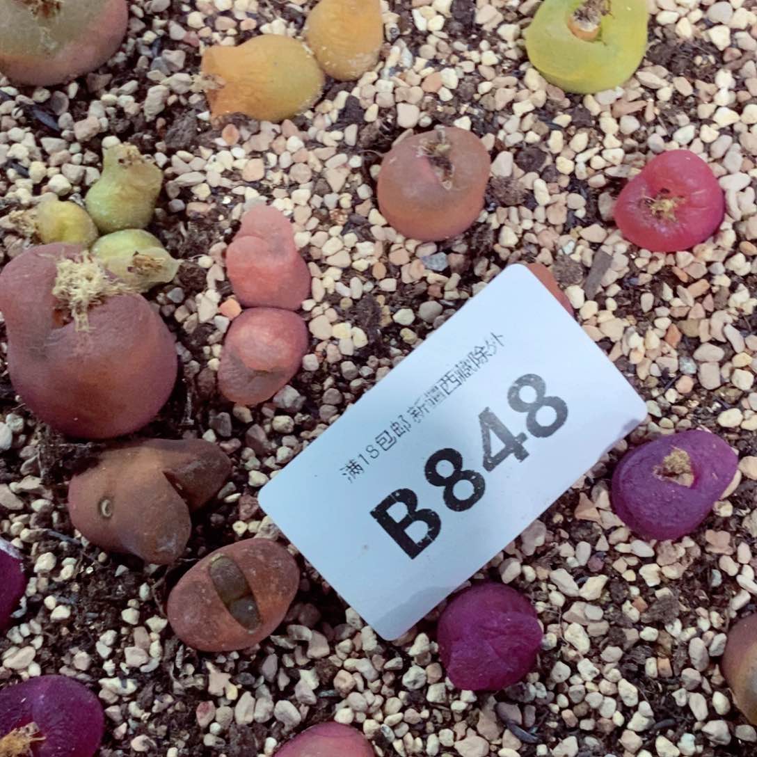 琳*我的小姐姐们都是我848