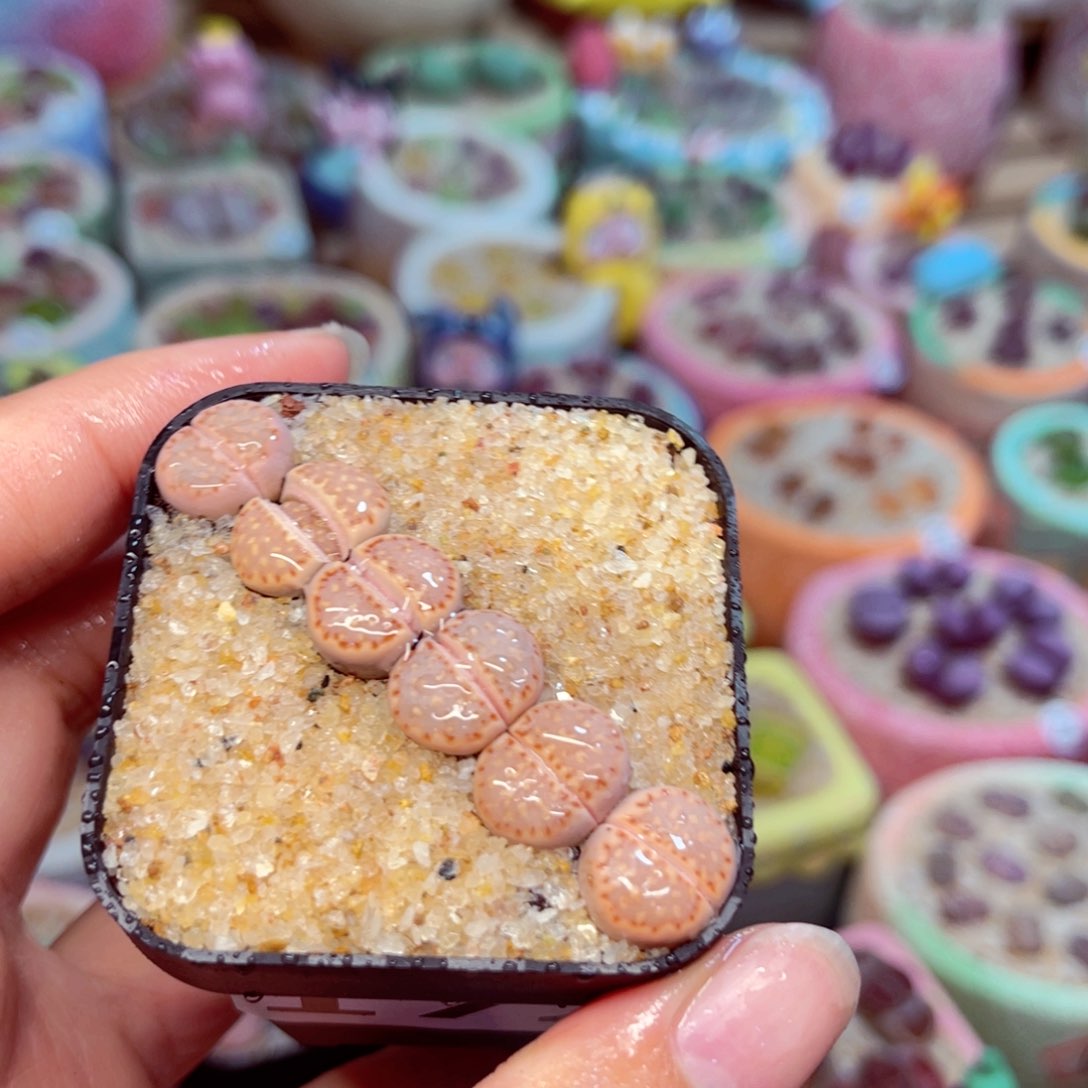 172 9888888888888888888