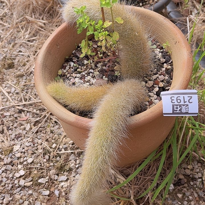 九尾狐2193多肉植物