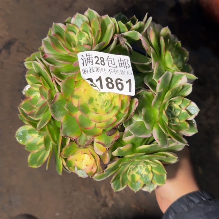 31861海仙多肉植物