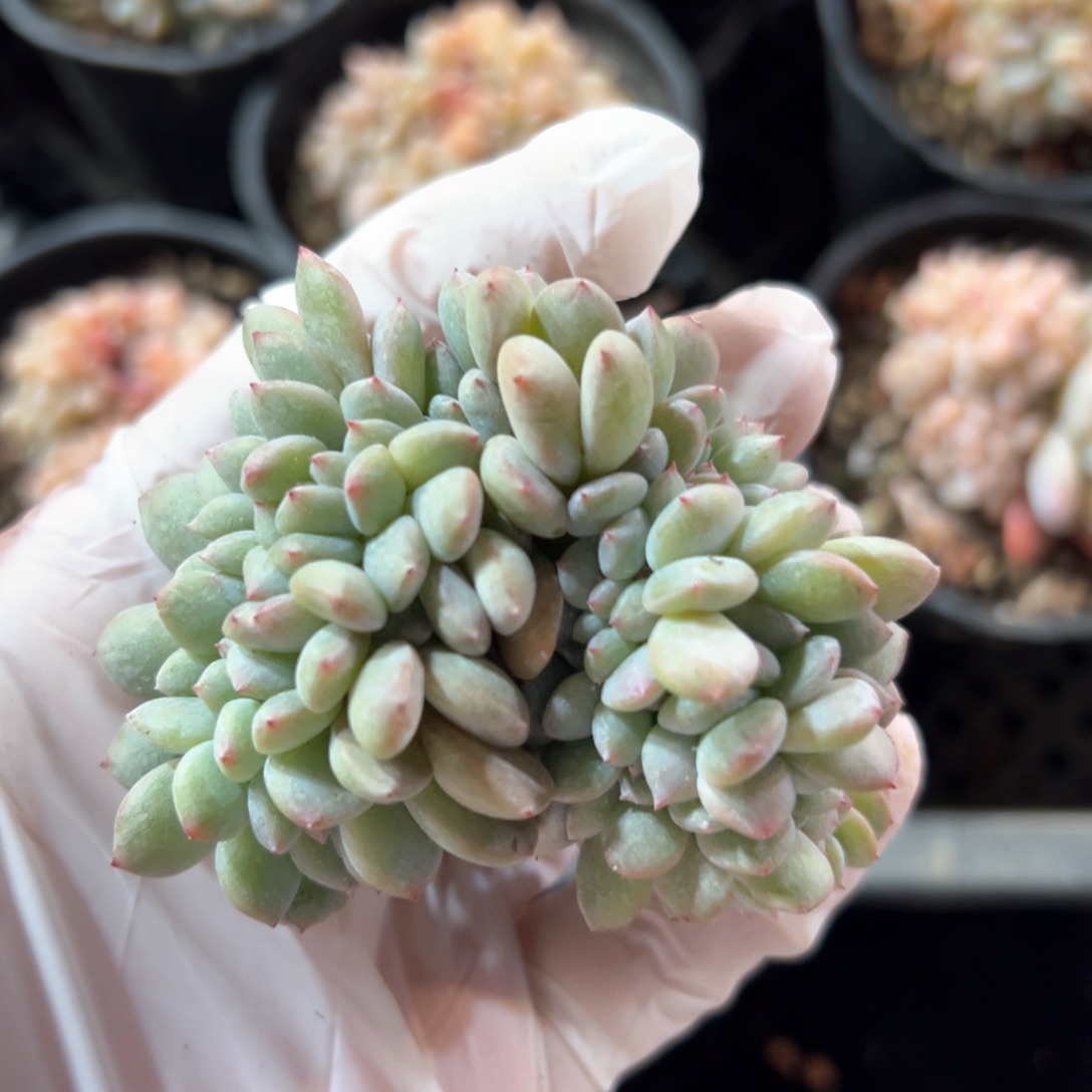 新年快乐 新年快乐 新年快乐