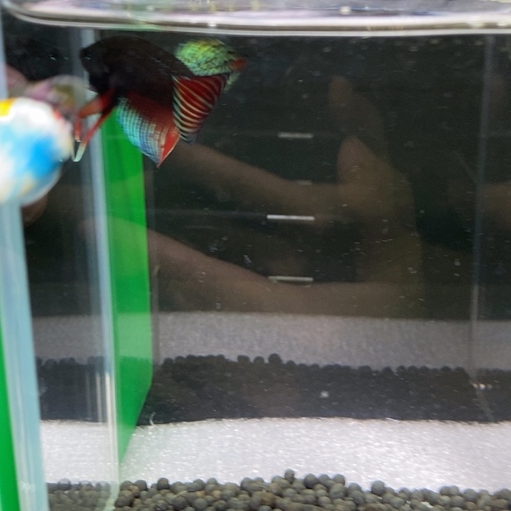 斗鱼泰国斗鱼386号