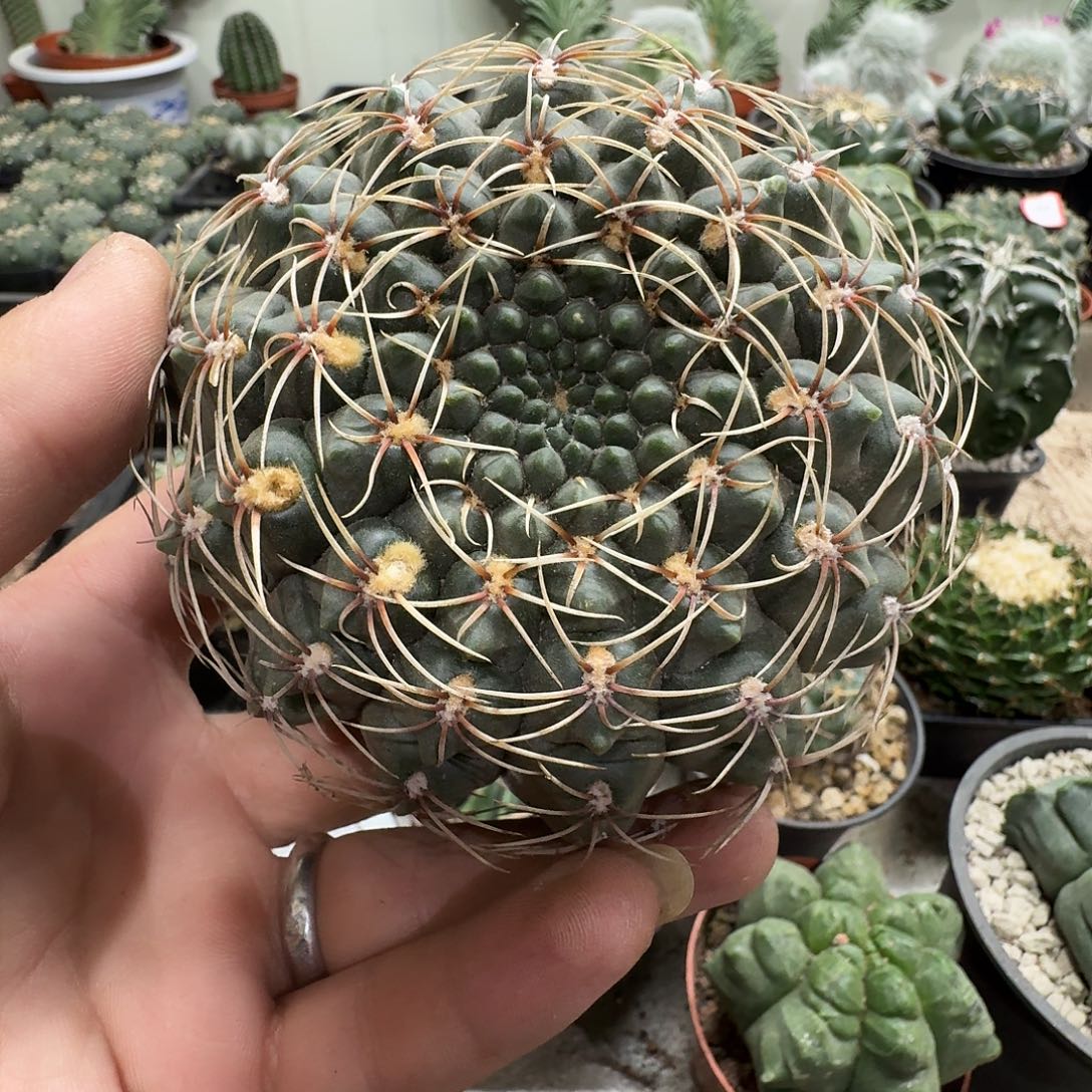 乐***身实生绯花玉        