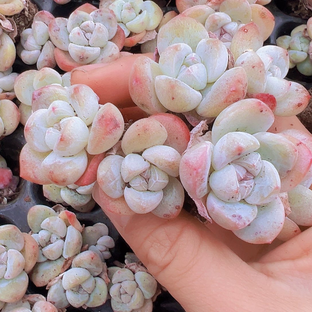 双头老货冰玉苗7颗