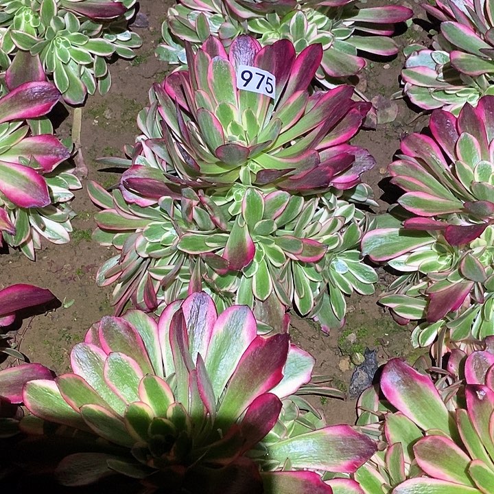 多肉植物法师975凤冠