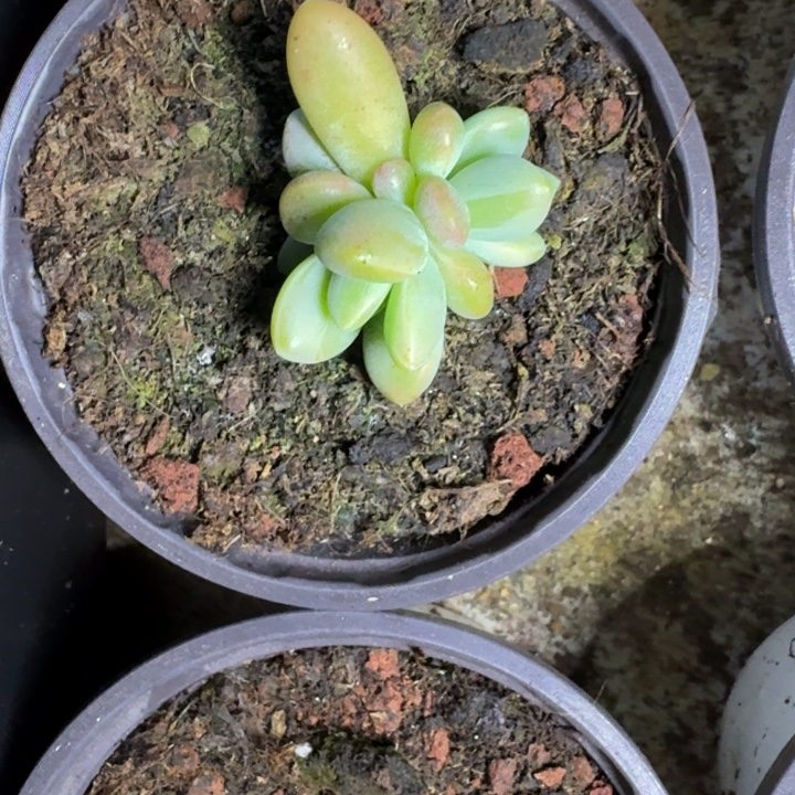 朵唯奇 单头  一物一拍