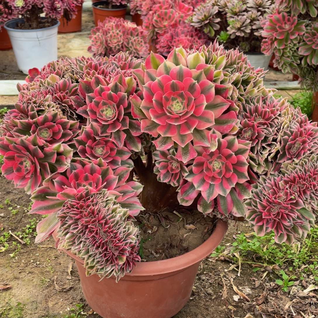 110粉女巫缀精品法师多肉