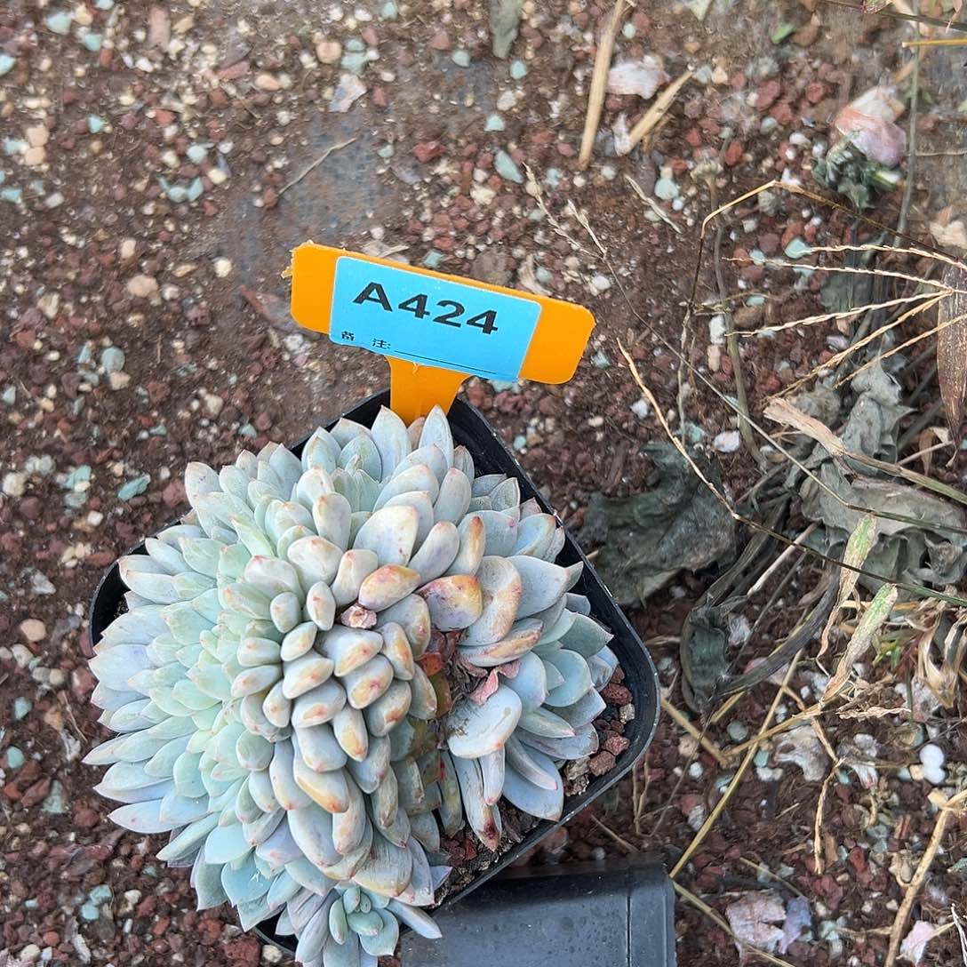 安***多肉植物一物一拍