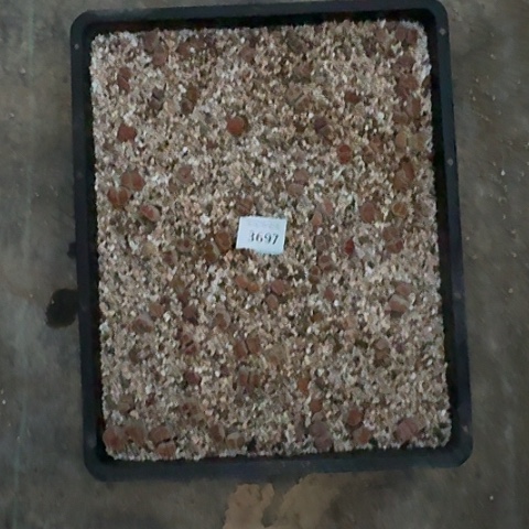 w**w3697，菊红窗菊清框特价脱土发货