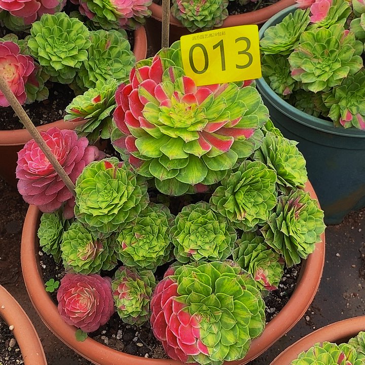 樱****0013多肉植物知否