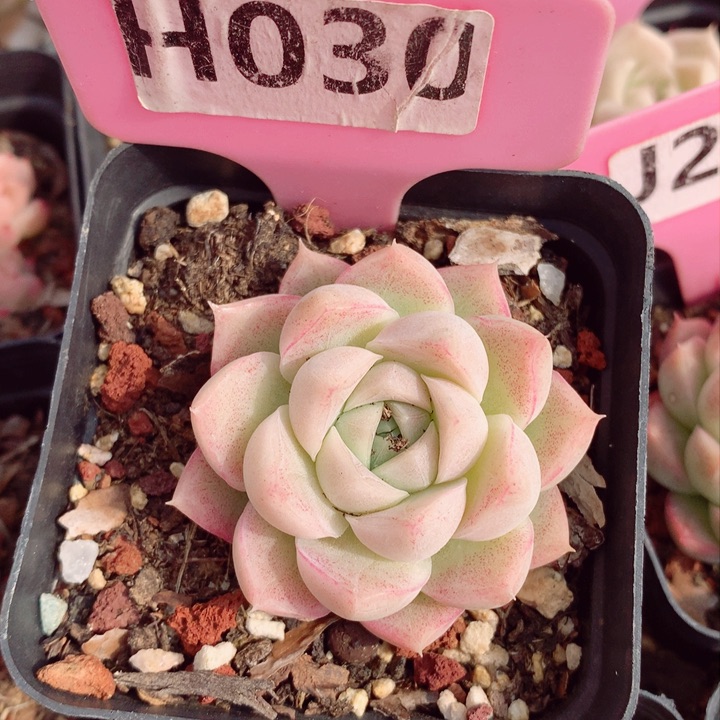 福利款多肉植物5cm