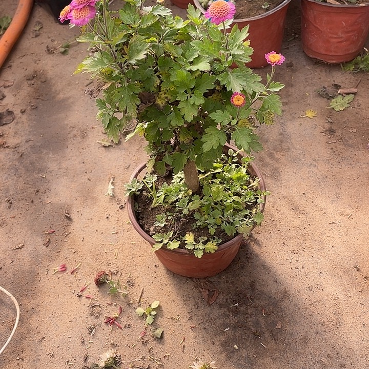 木***梅25菊花菊花菊花家