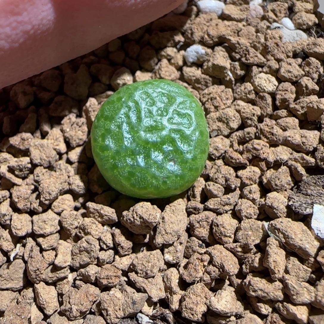 肉锥多肉植物组合-青团484