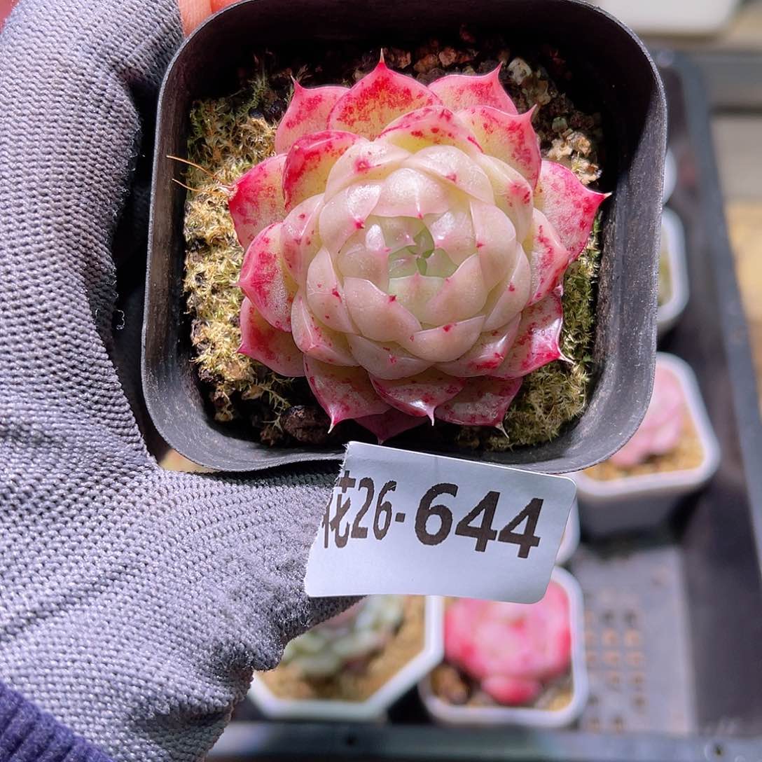 花26-644麦秆单头