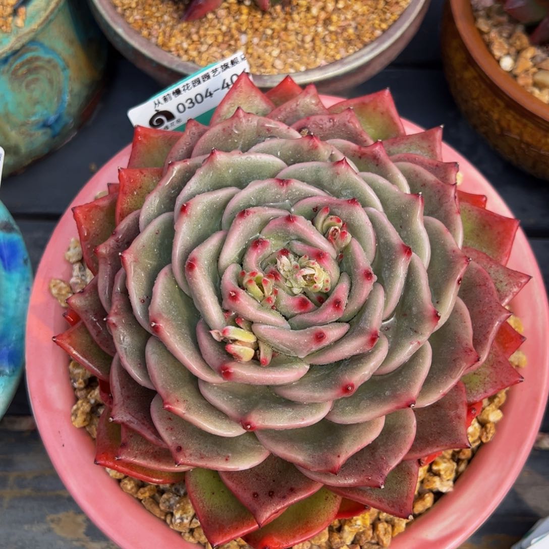 从前慢多肉精选编号0304.406