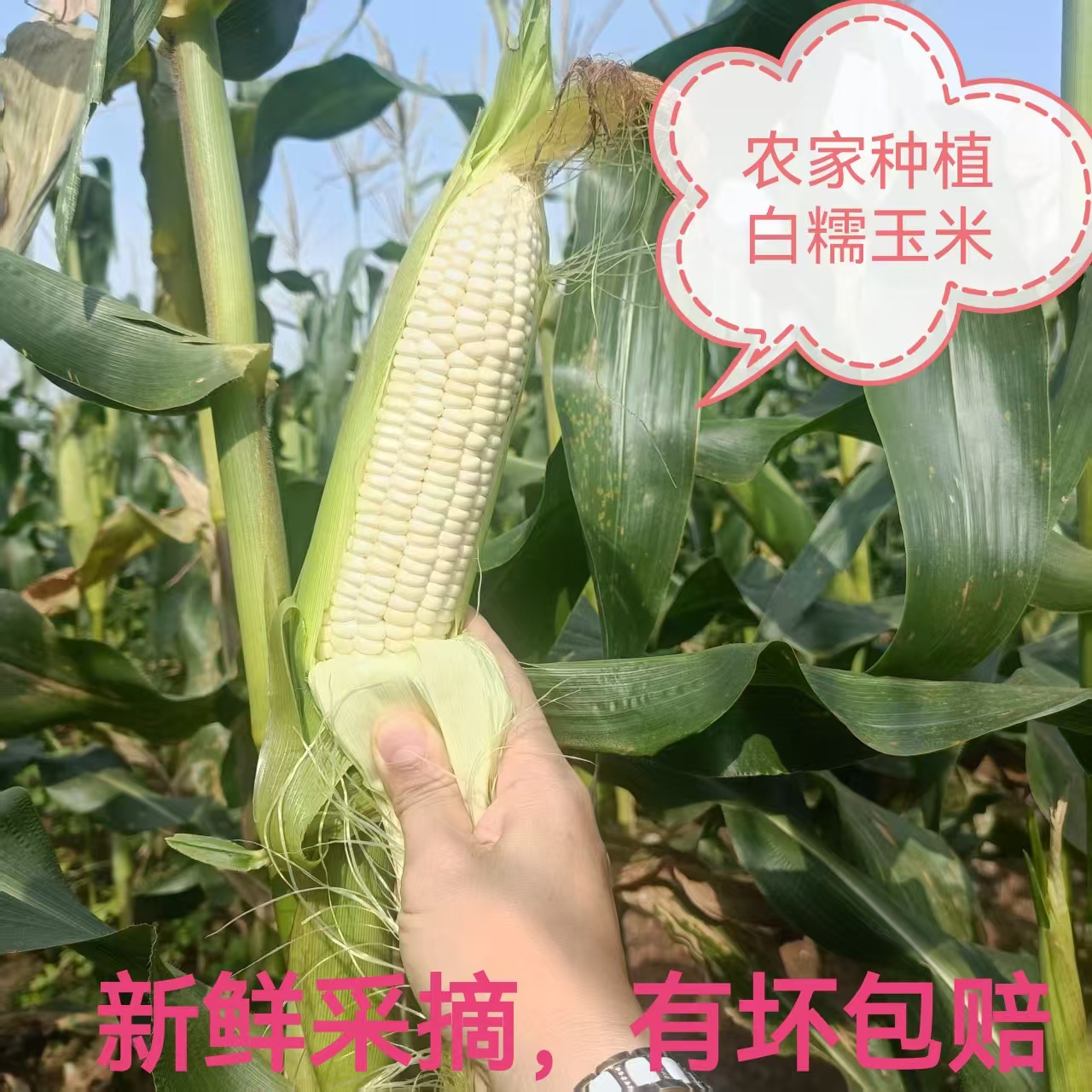广西白甜糯玉米9斤新鲜采摘当季白黄糯棒子包谷带壳玉米蔬菜3/5斤