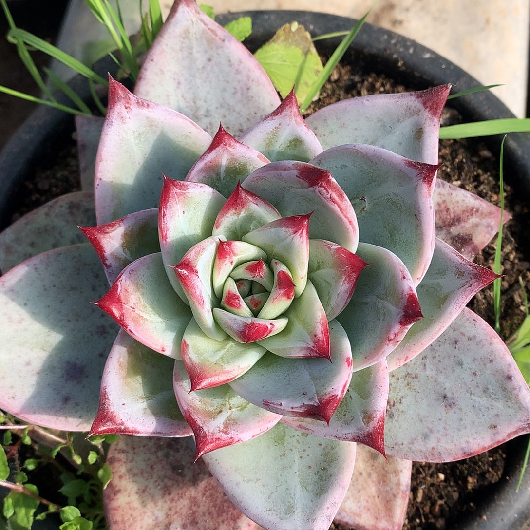 黑瓦斯卡杂一物一拍