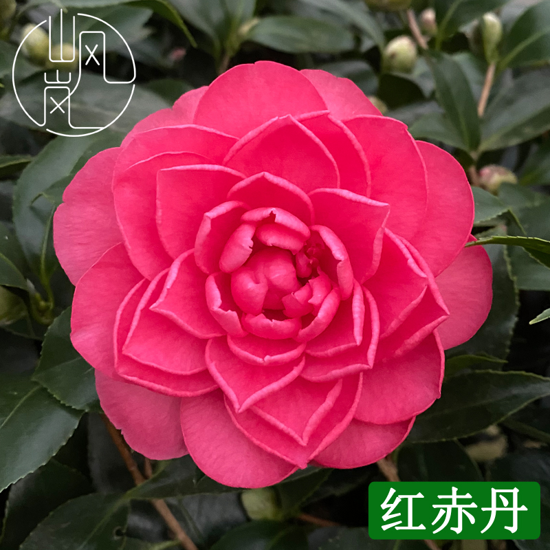 【红赤丹】正品山茶花树苗花卉盆栽名贵品种带花苞绿植好养易活植物
