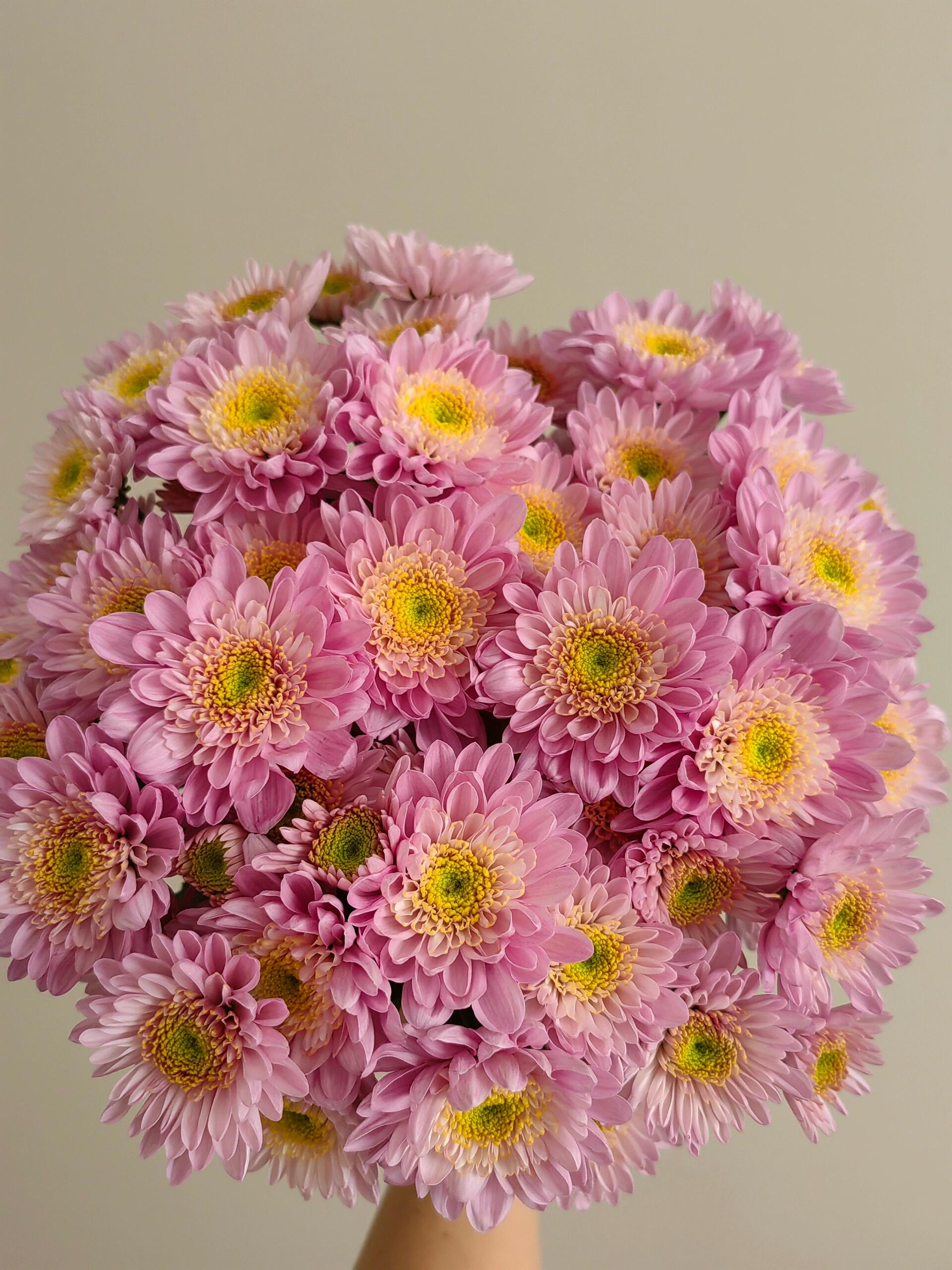 南农烟霞小雏菊一把（8到10支）   云南基地鲜花   家养    水养