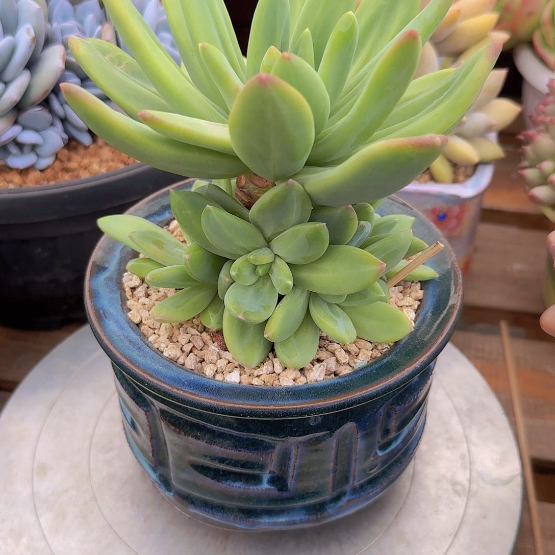 海洋之歌多肉一物一拍