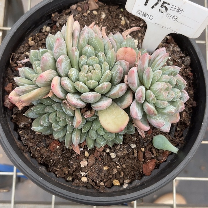 *****这里也不想做你175