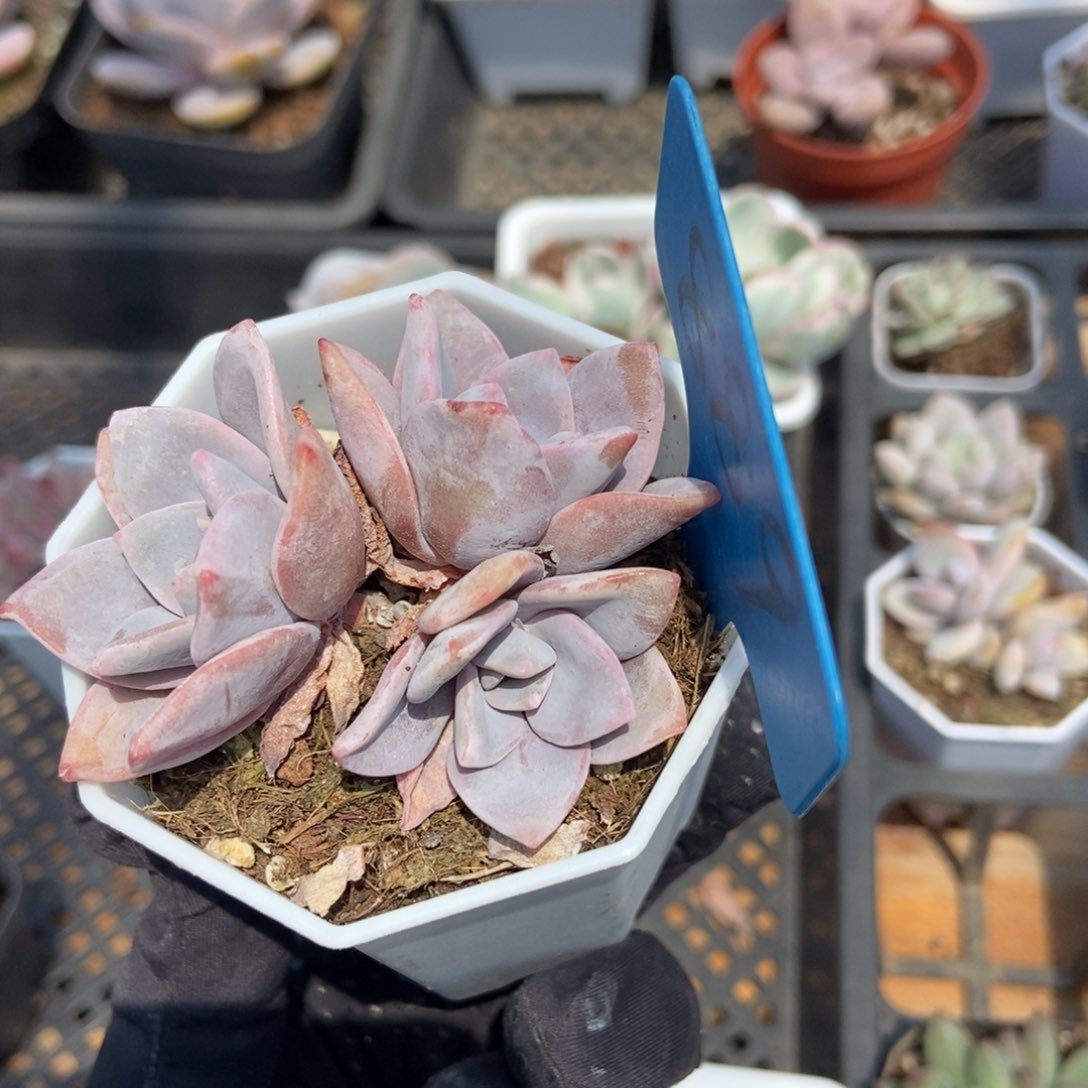 889红茶多肉植物保护