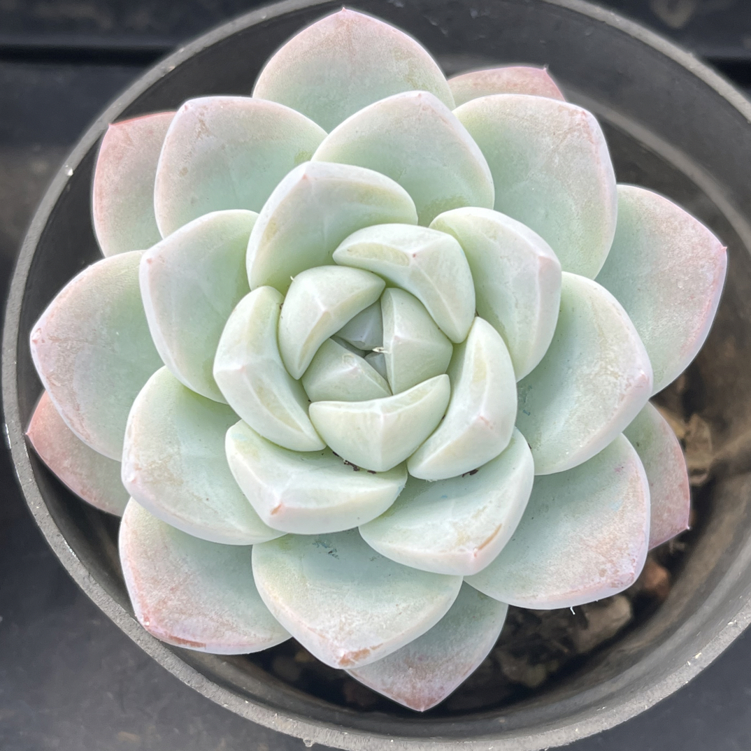 【任意下单即包邮】奶油冰玉单头老桩6-7厘米多肉植物，脱土发货