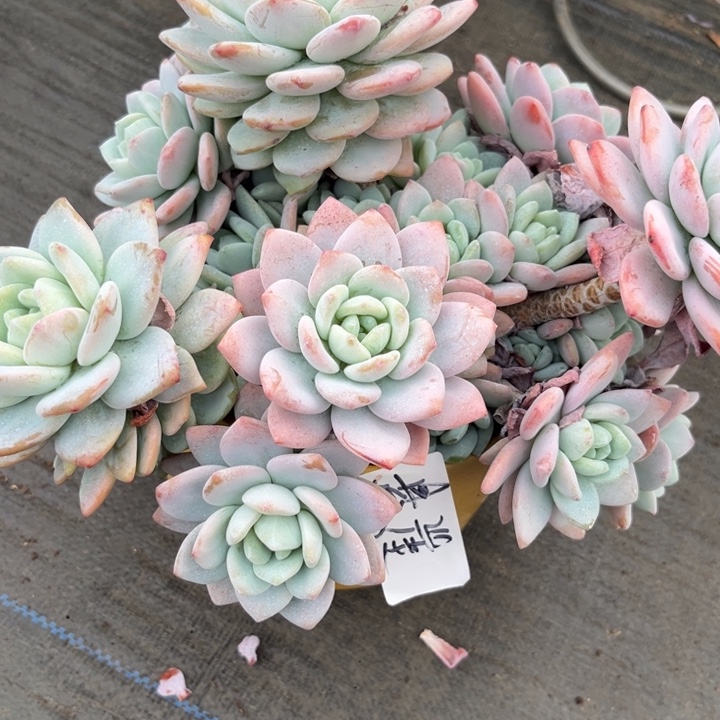 棠颂花卉一物一拍 冷香 悬崖