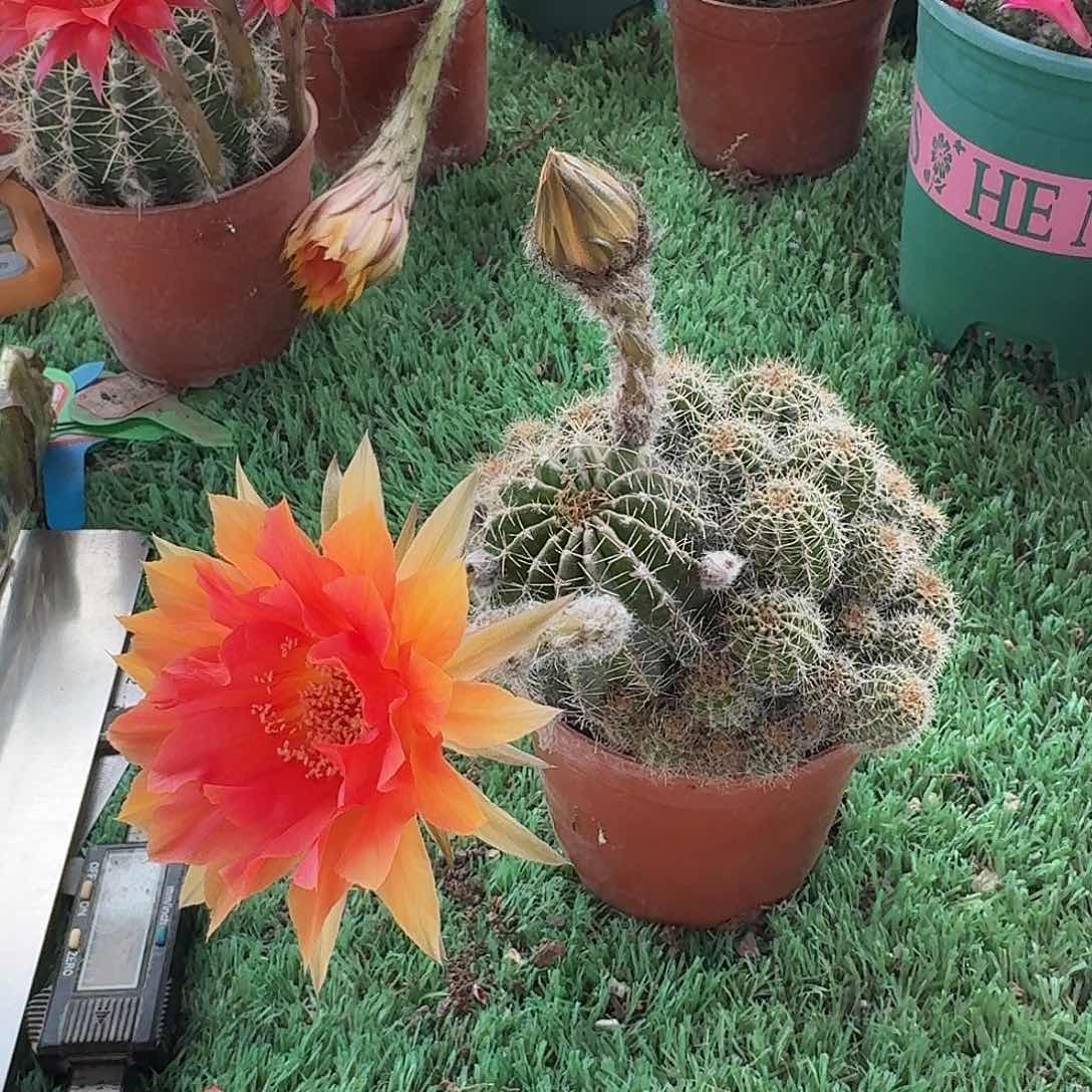 实生彩草一颗，开花美，摘花苞发货