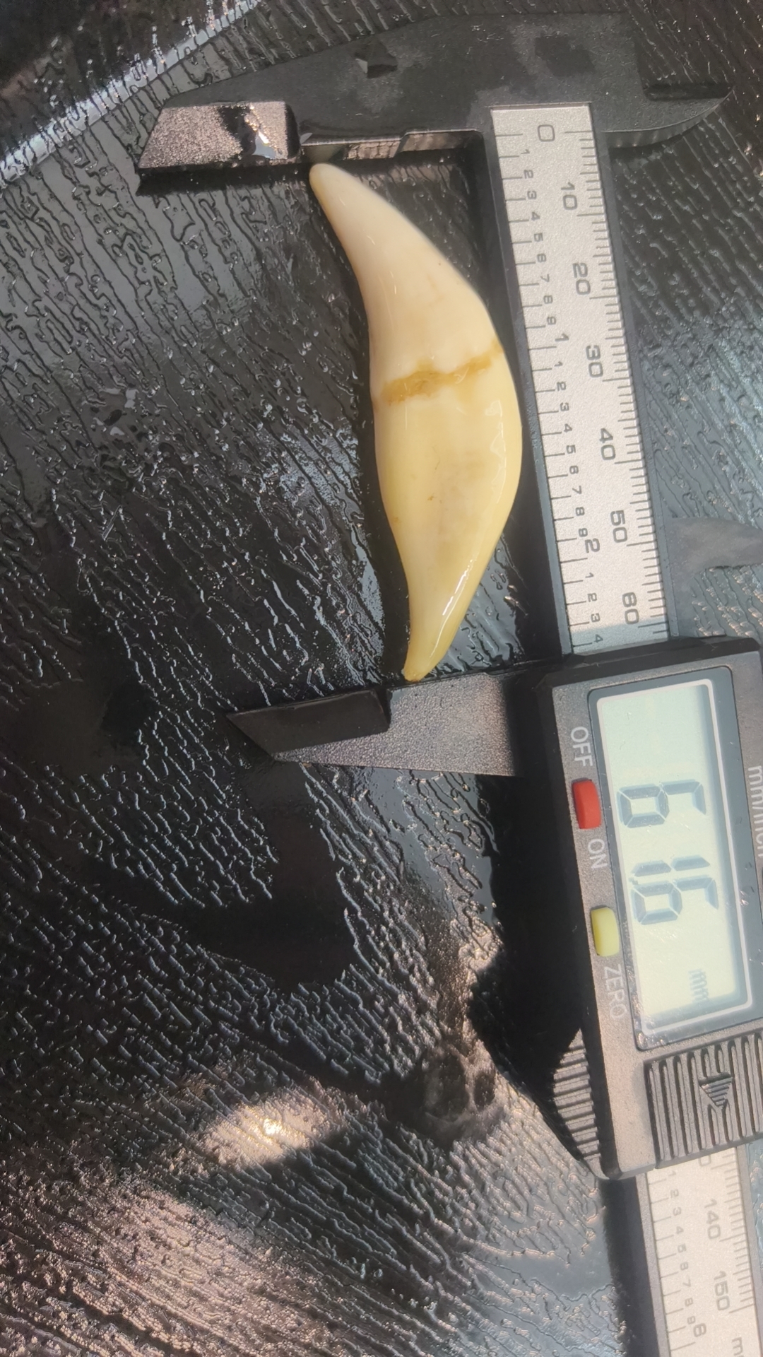 黑狗牙护身收藏古玩大牙