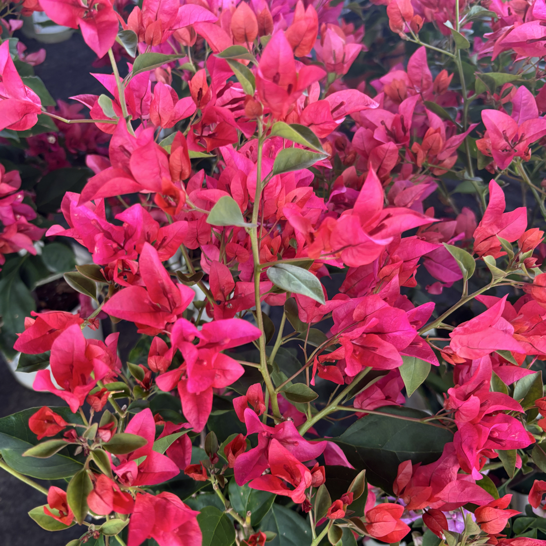 【红辣椒】三角梅花卉勤花四季开花基地直发